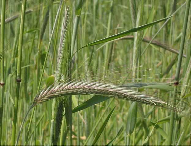 Продолжительность растений в семье злаков: как долго пшеница и изделия из нее остаются свежими и полезными.