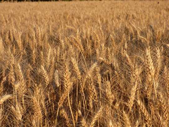 История выращивания пшеницы