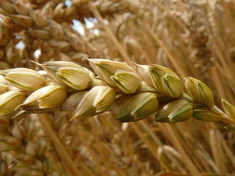 Пшеница и мода: история создания и популярности пшеничных тканей.