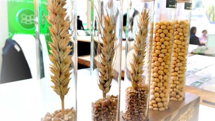 Разработка новых сортов мягкой пшеницы с улучшенными качествами