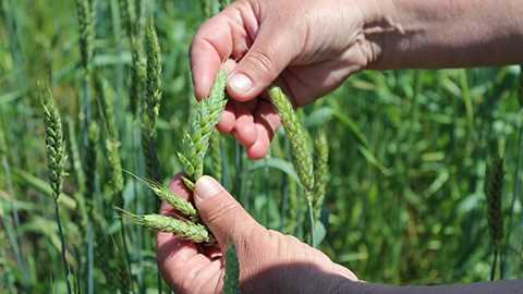 Развитие технологий и селекции пшеницы: от примитивных сортов к современным гибридам.