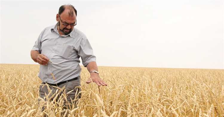 Роль мягкой пшеницы в рационе человека: полезность и нормы потребления