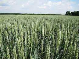 Роль пшеницы в развитии человечества.