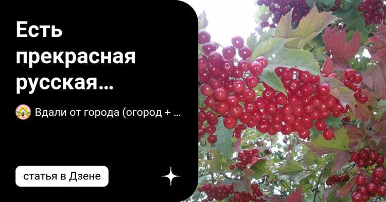 Русская калина: традиционное лакомство и полезный продукт