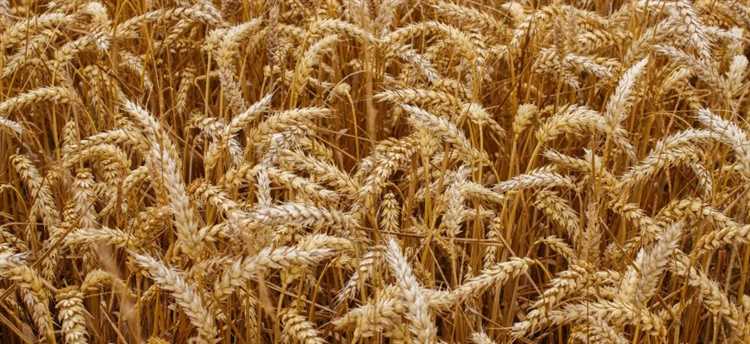 Твердая пшеница: