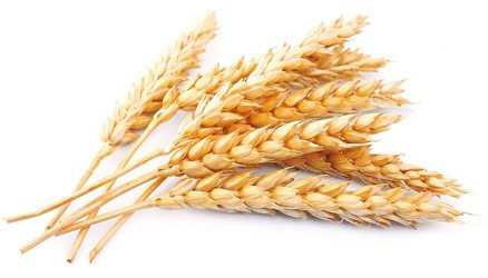 Твердая пшеница для контроля уровня сахара в крови