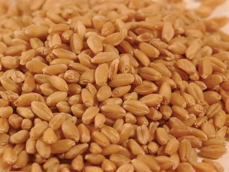 Уникальные свойства твердой пшеницы