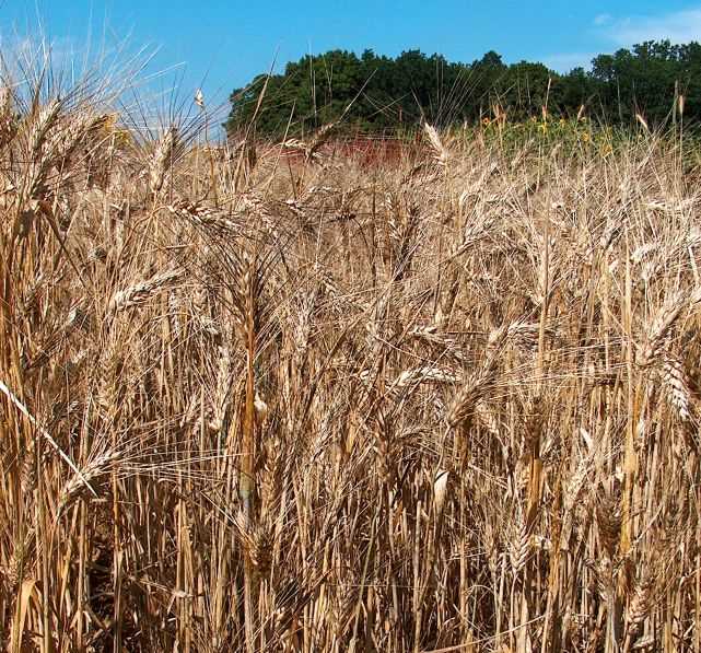 Твердая пшеница в пищевом производстве