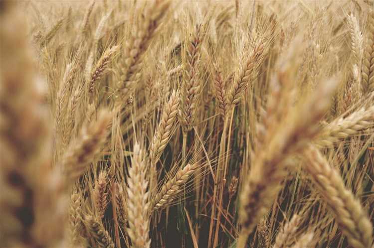 Позднейшие селекционные изменения твердой пшеницы