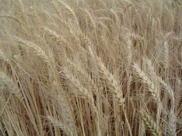 Твердая пшеница: история и современность