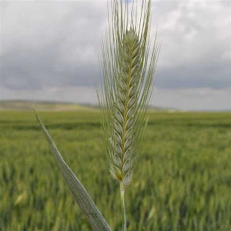 Твердая пшеница: история разведения новых сортов