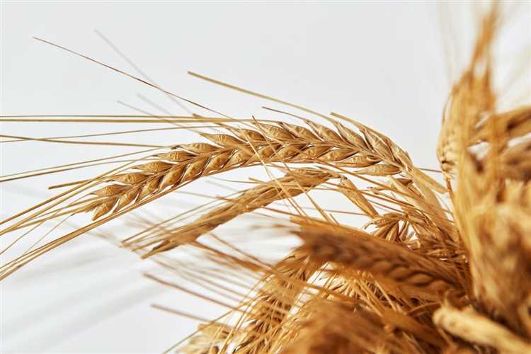 Сорта твердой пшеницы: от первых гибридов до новейших