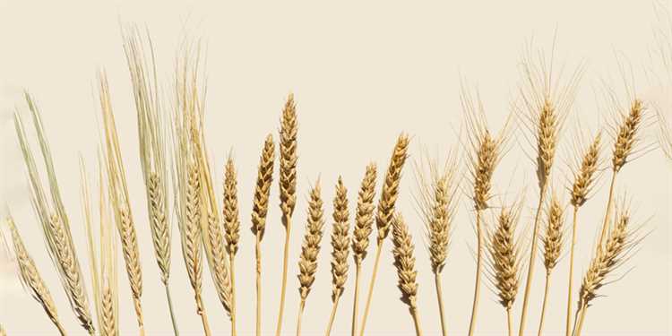 Твердая пшеница: как сохранить все полезные свойства в муке