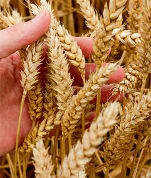 Твердая пшеница: особенности для диабетиков