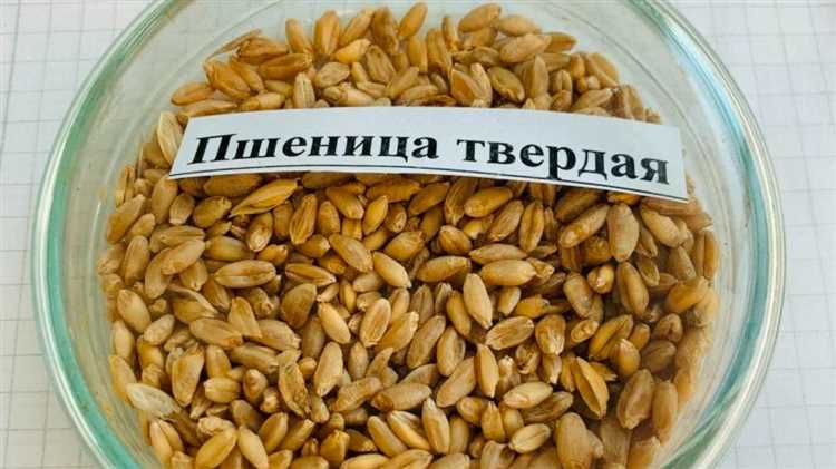 Преимущества использования твердой пшеницы