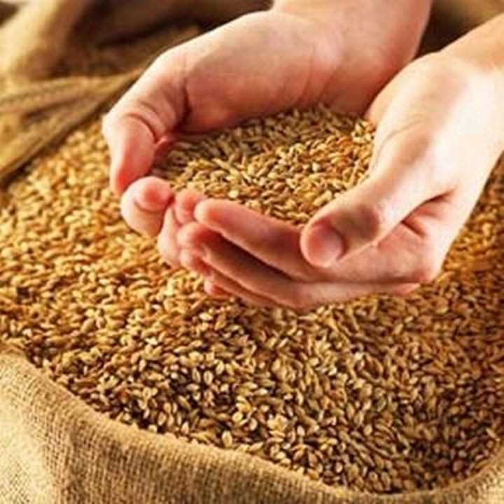 Твердая пшеница: от гурманов до здравомыслящих