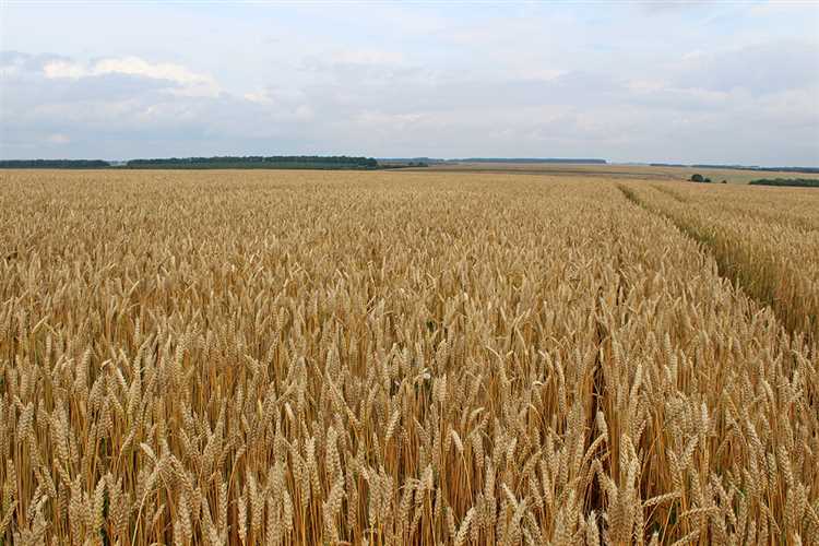 Твердая пшеница: перспективное сельскохозяйственное растение