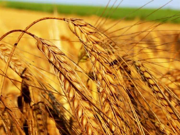 Твердая пшеница: преимущества и недостатки