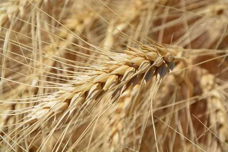 Твердая пшеница: полезные свойства и витамины