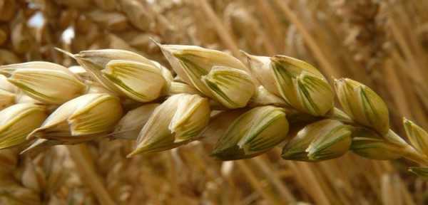 Твердая пшеница: эффективное средство против анемии и дефицита витаминов