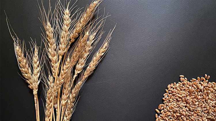Особенности выращивания твердой пшеницы