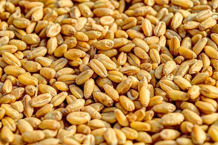 Происхождение и история культуры твердой пшеницы