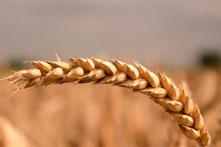 Твердая пшеница: выбор кулинаров и профессионалов