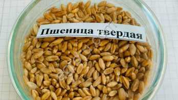 Твердая пшеница: выбор умной покупки
