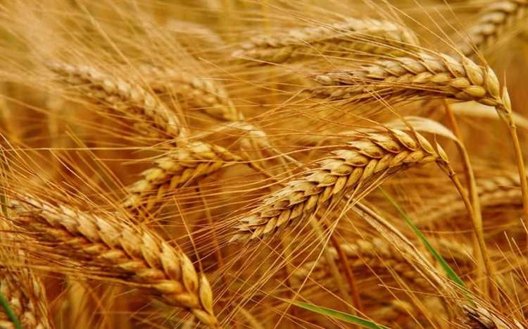 Польза мягкой пшеницы в нашем рационе: миф или реальность?