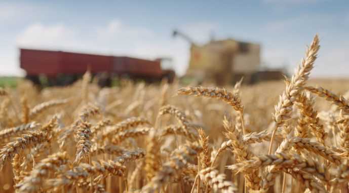Влияние военных конфликтов на производство пшеницы