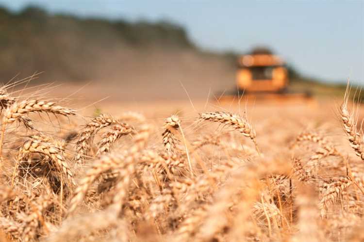 Влияние войн на выращивание и использование пшеницы.