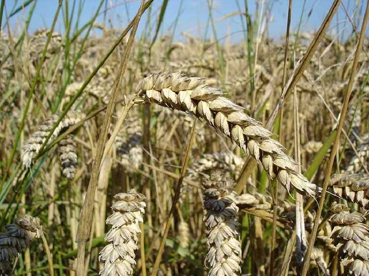 Условия выращивания мягкой пшеницы