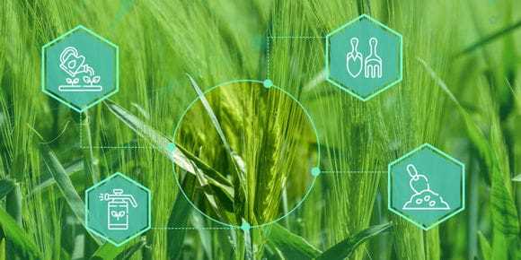 Защита пшеницы от паразитов и болезней: история борьбы с вредителями.