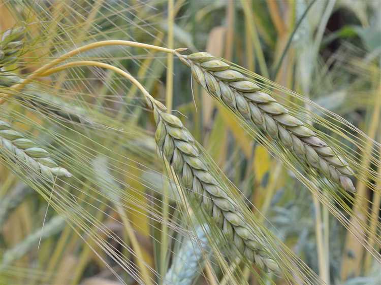 Здоровье и сохранение: эммер (дикое зерно) как альтернатива пшенице