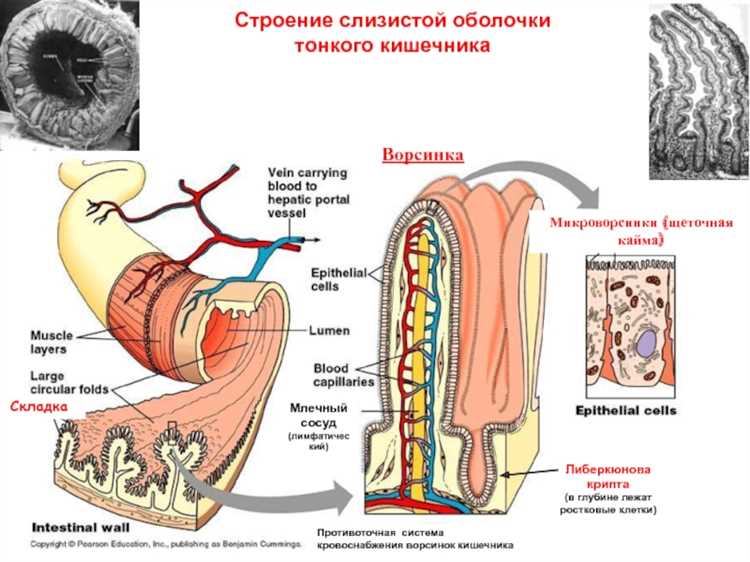 Зерно эммера: открытие для здоровья кишечника