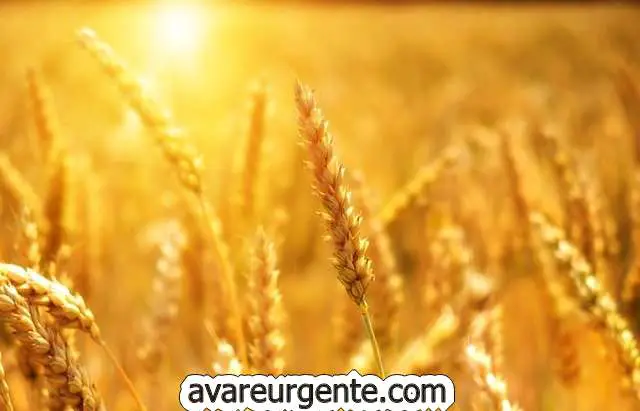 Значение пшеницы в культурах и цивилизациях